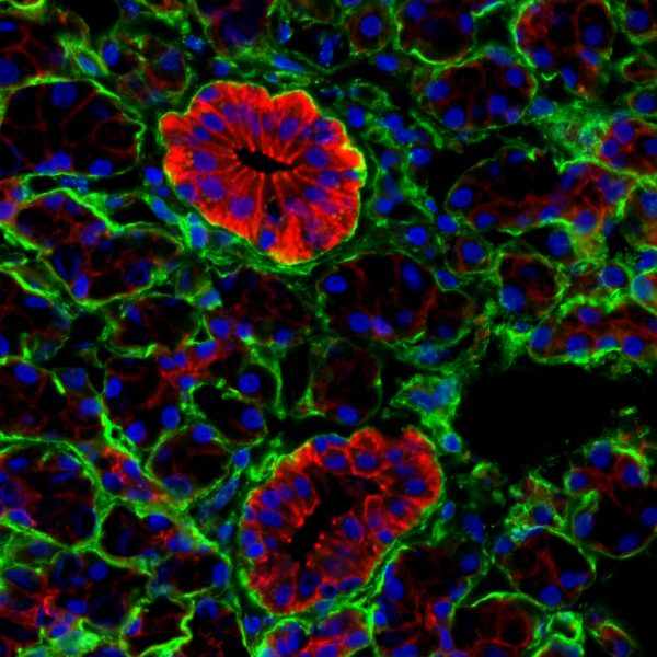 image-box