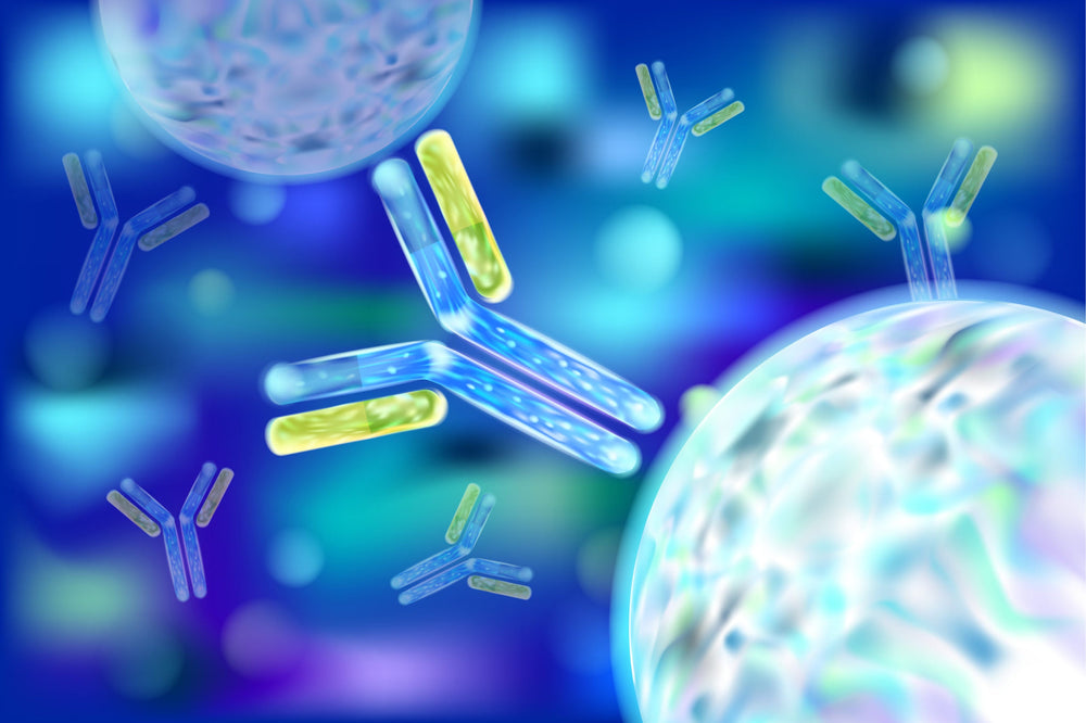 Immunoglobulin-Antibodies-scaled_1000x